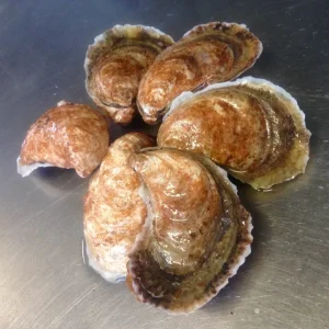 Single Lady Oysters