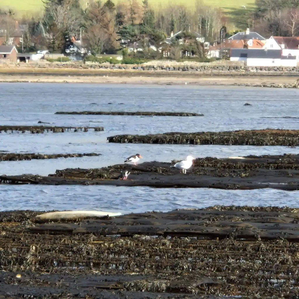 cumbrae oyster cultivating techniques