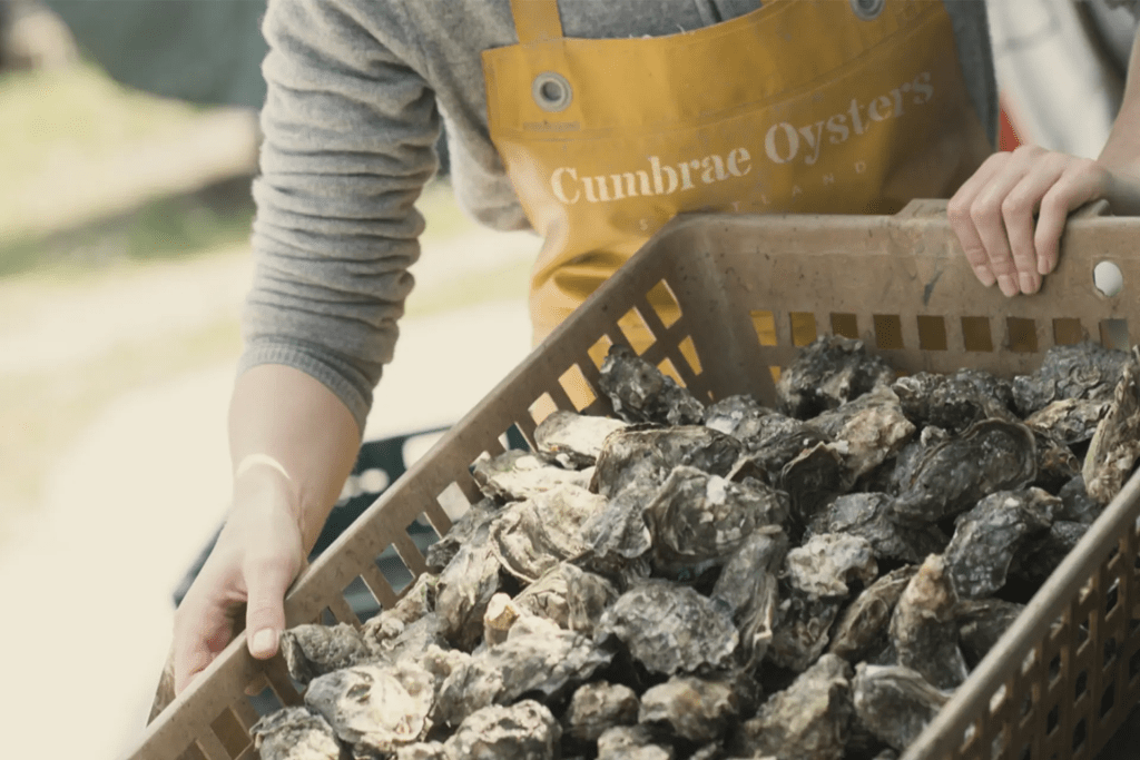 cumbrae oyster ltd worker, moving a bin of cumbrae select oysters