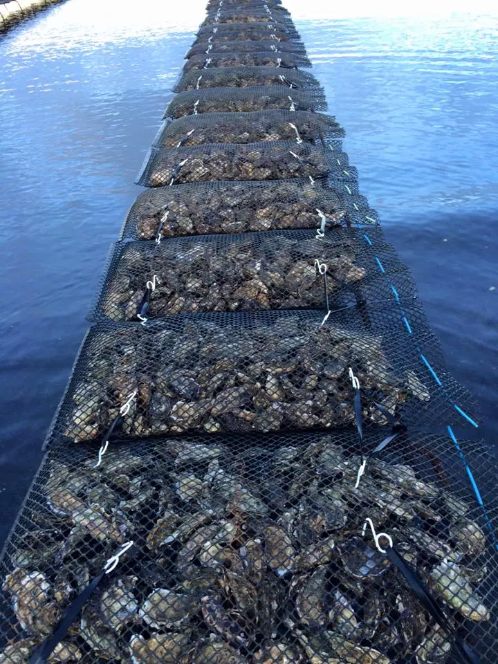 Isle of Mull oysters growing to reach market size