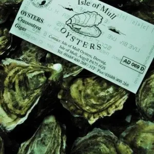 Isle Of Mull Oysters