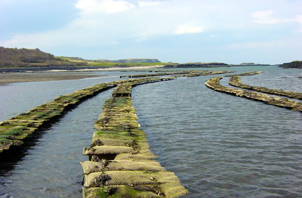 Aerial view of oyster cultivation trestles at low tide, showing parallel rows of green mesh oyster bags arranged in long curved lines across the intertidal zone. The trestles extend into turquoise waters, with rocky coastline and green hills visible in the background under a light blue sky with scattered clouds.