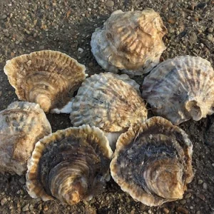Blackwater Native Oysters