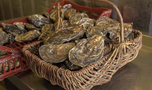 blackwater pacific oysters in a basket
