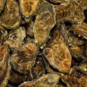 Blackwater Pacific Oysters