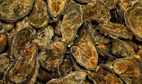 blackwater pacific oysters