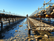 Comprehensive Guide To Oyster Farming Techniques The Oyster Encyclopedia