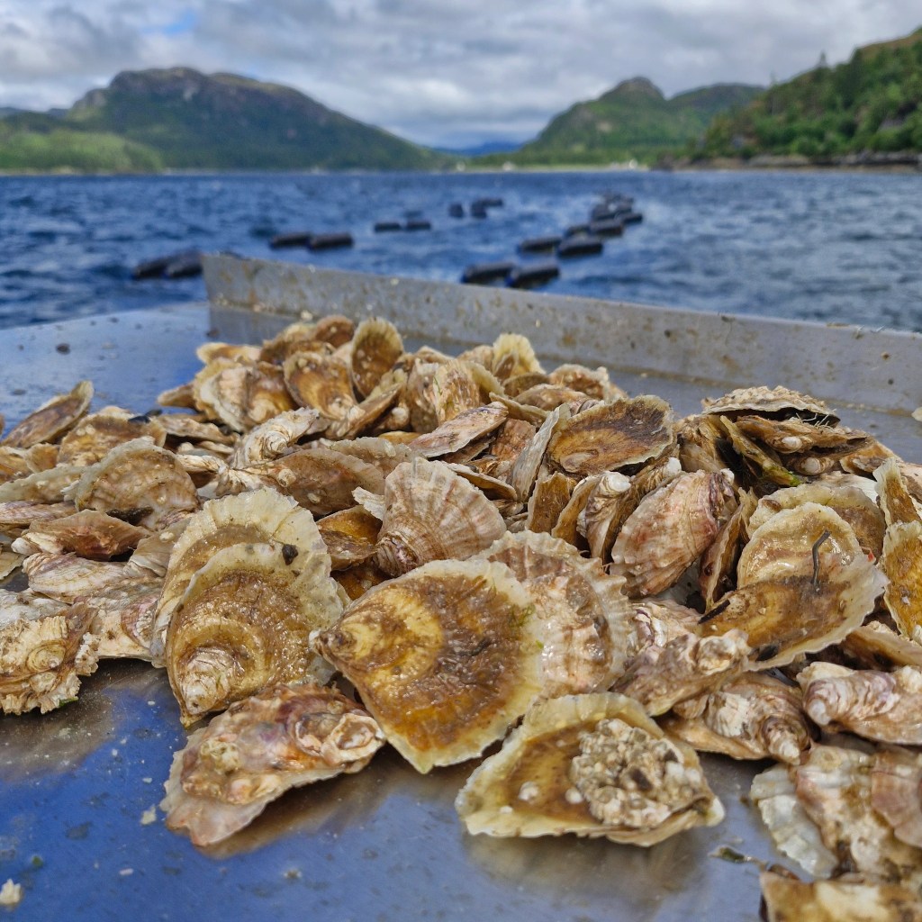 plockton native oysters