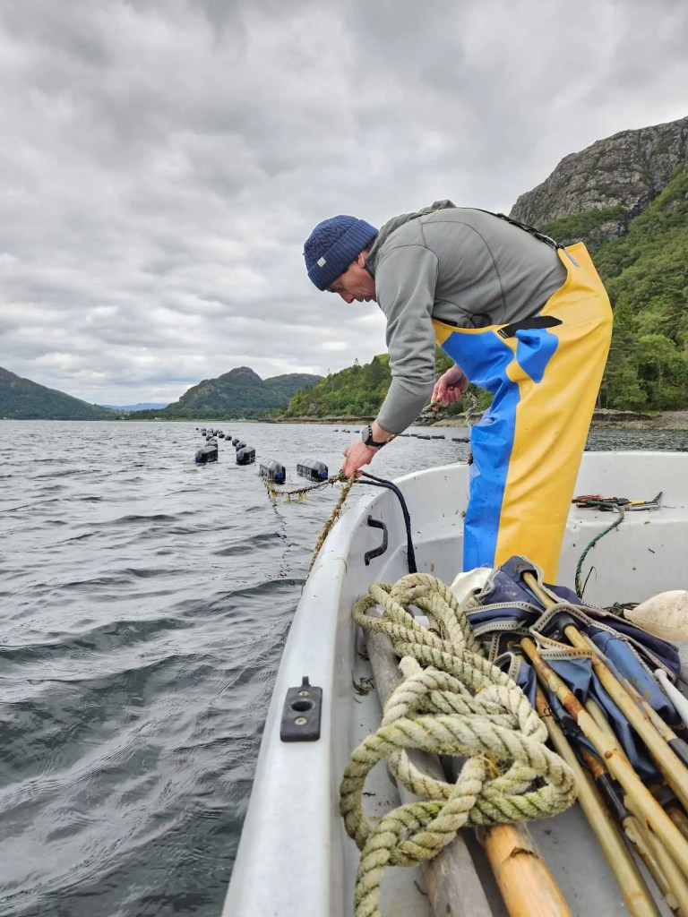 Plockton pacific cultivation method