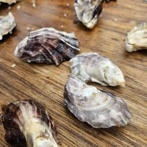 Plockton Pacific Oyster