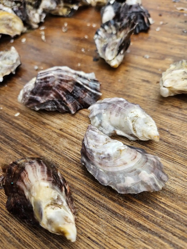 plockton pacific oysters