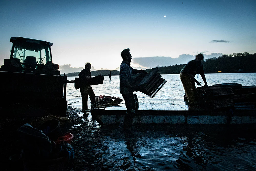 rossmore oysters company at dusk