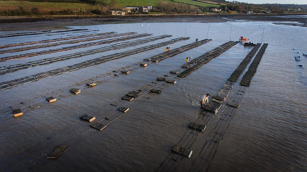 rossmore oysters location