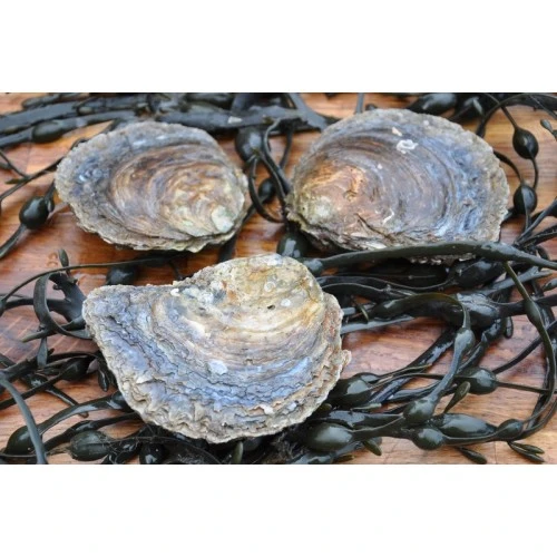 cornish native oysters