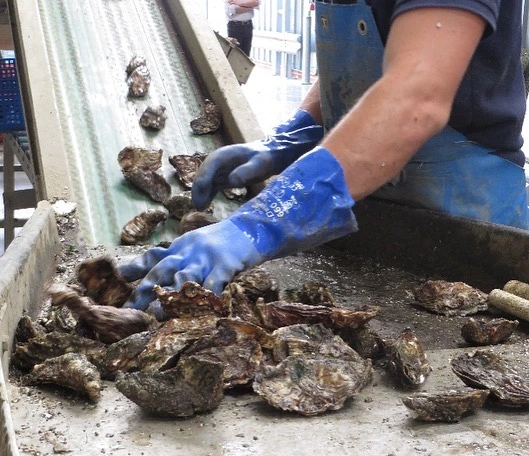 cultivation method for maldon oysters