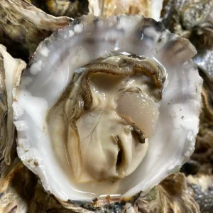 Dorset Oysters