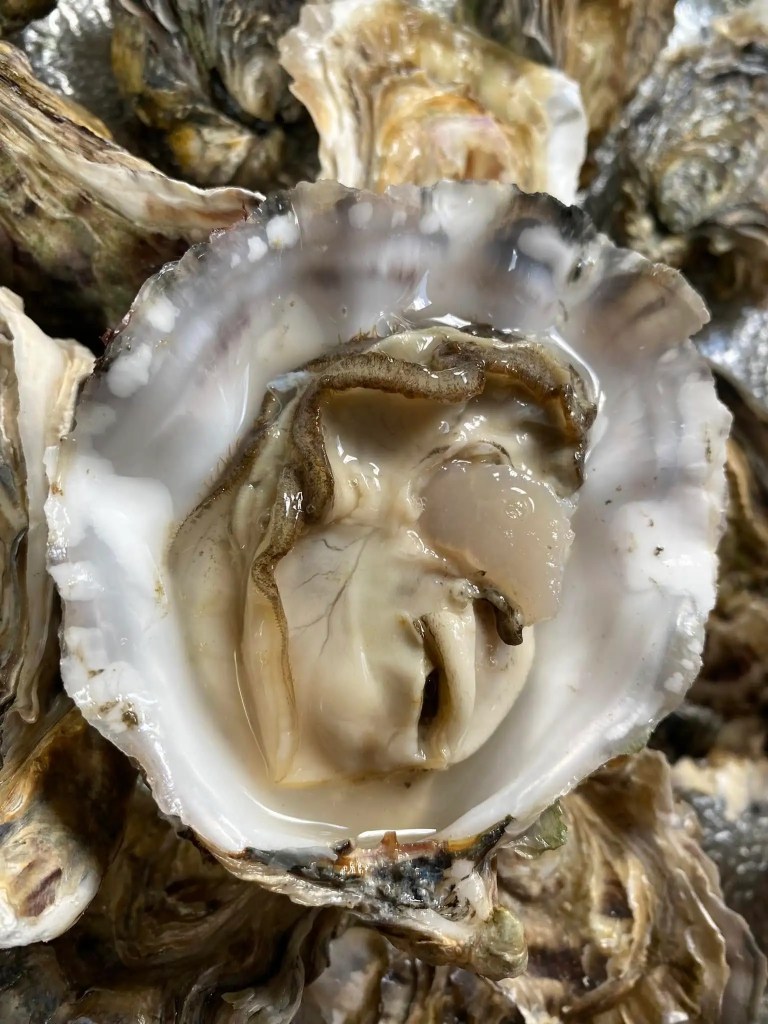 up-close shot of Dorset oysters