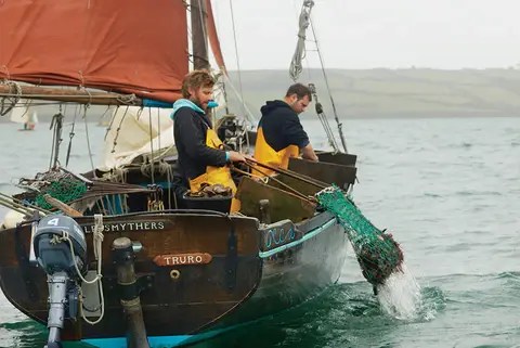 fal oyster fishery harvesting cornish native oysters