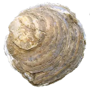 Native Irish Oysters