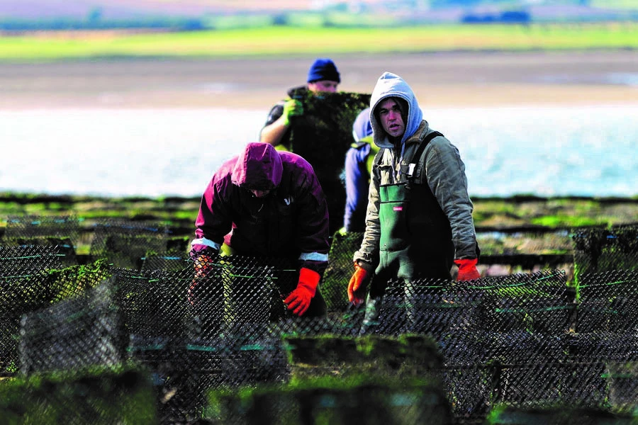 lindisfarne oysters ltd team