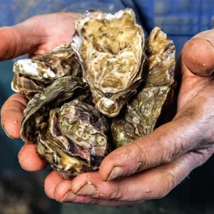 Lindisfarne Oysters