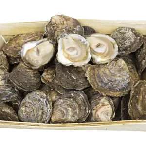 Loch Ryan Native Oysters