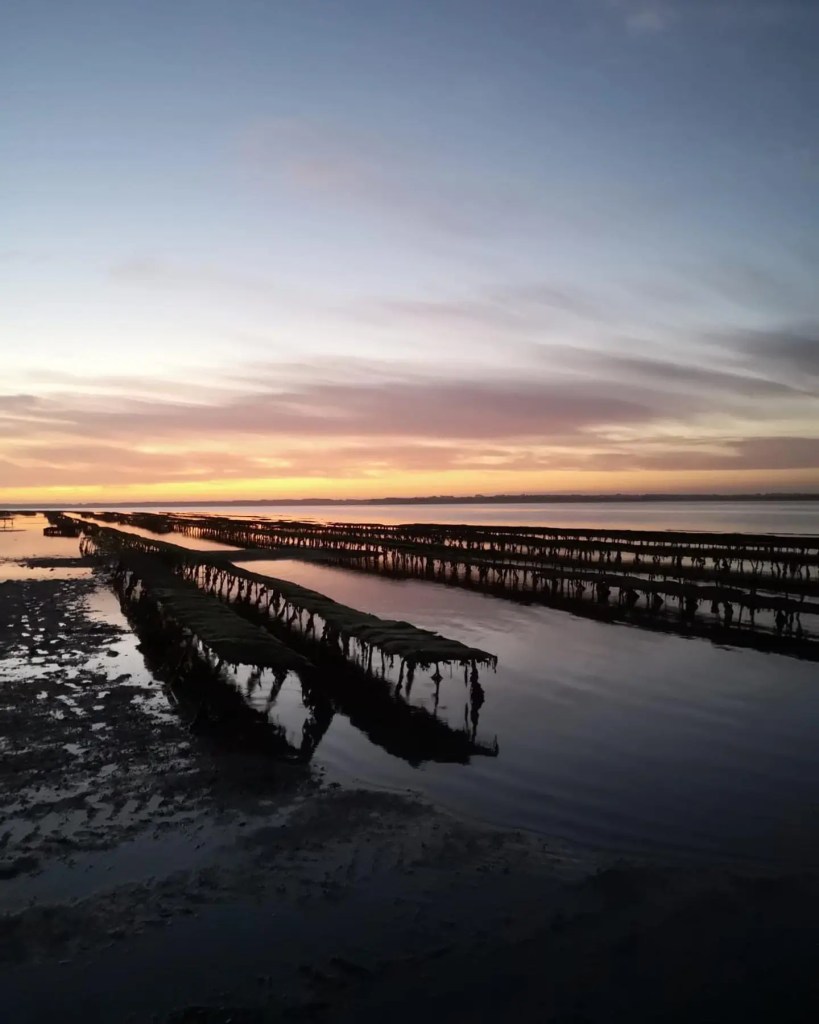 maldon oyster company location