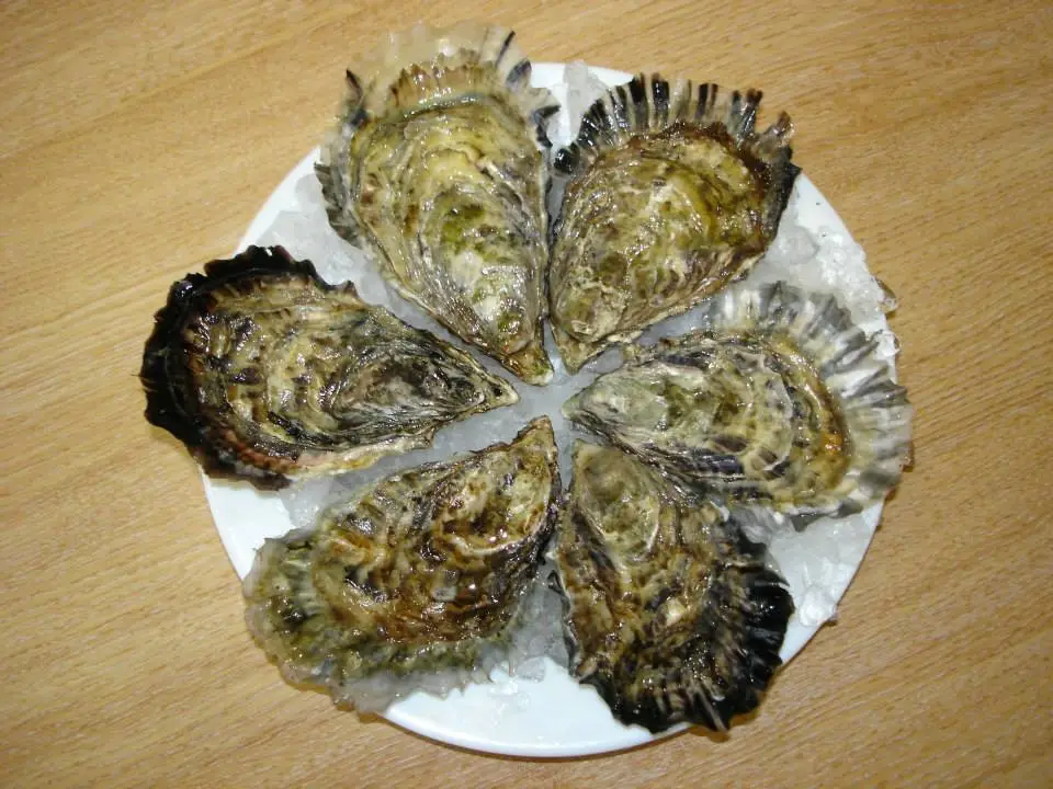 morecambre bay oysters