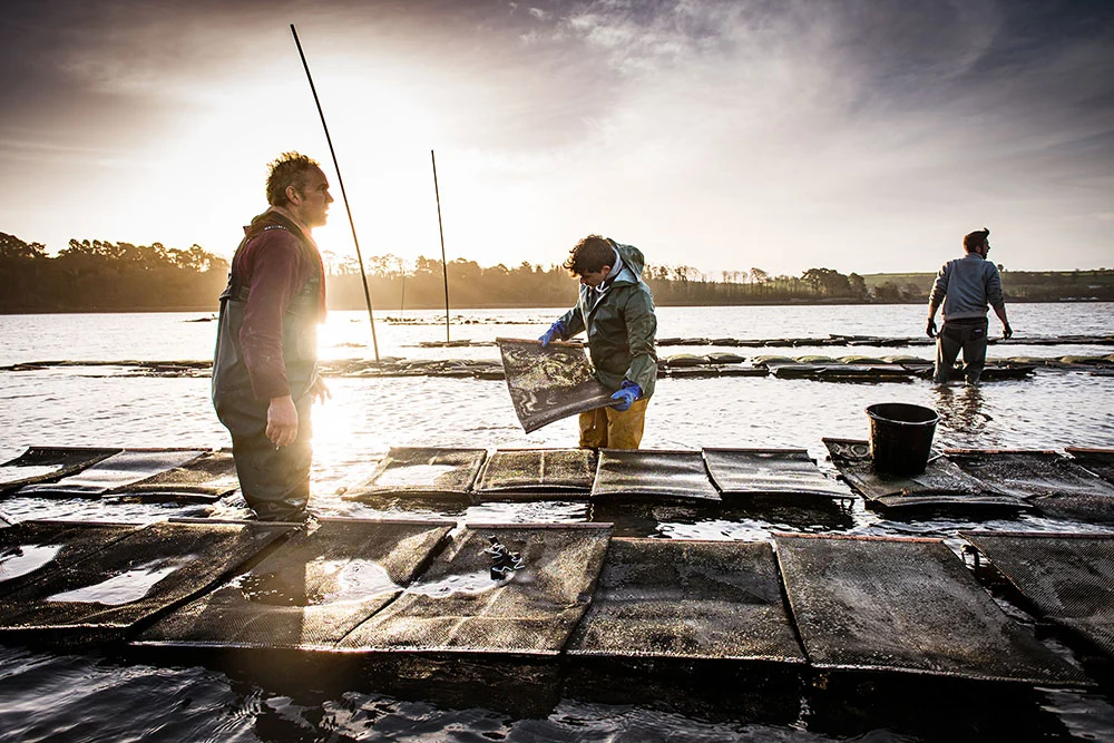 rossmore oysters company team