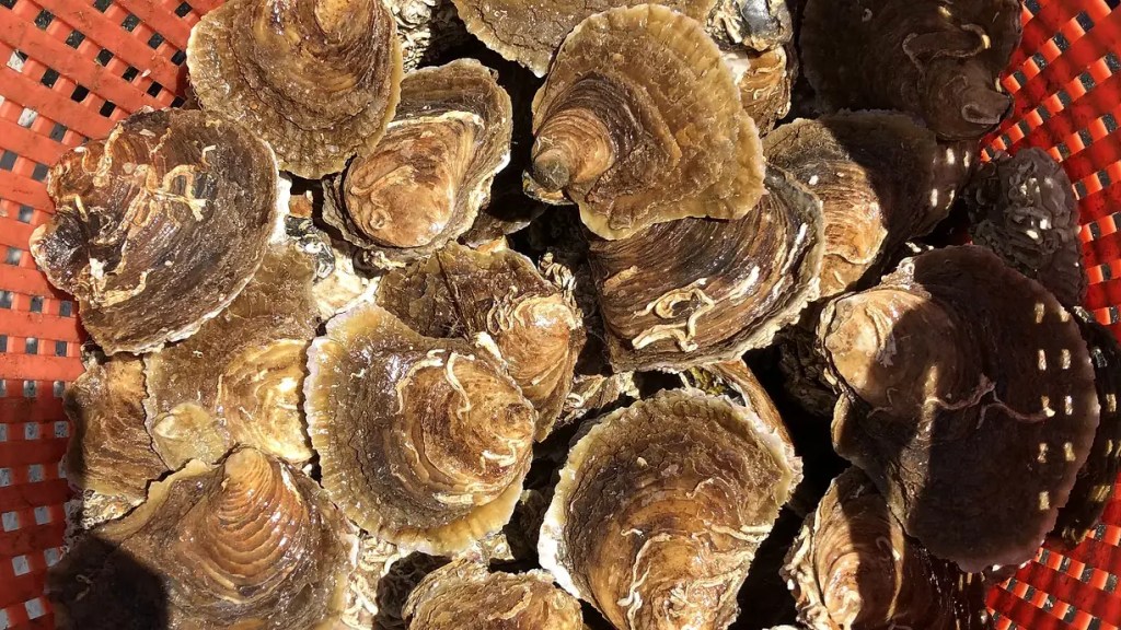 west mersea native oysters