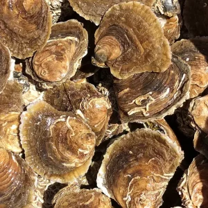 West Mersea Native Oysters