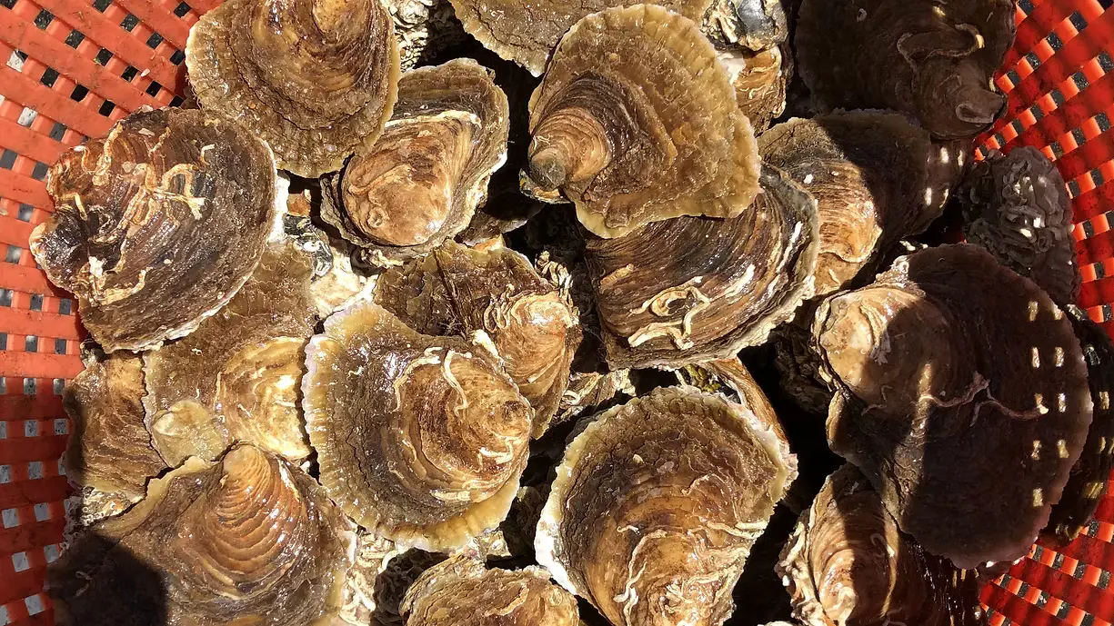 west mersea native oysters
