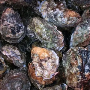 West Mersea Rock Oysters