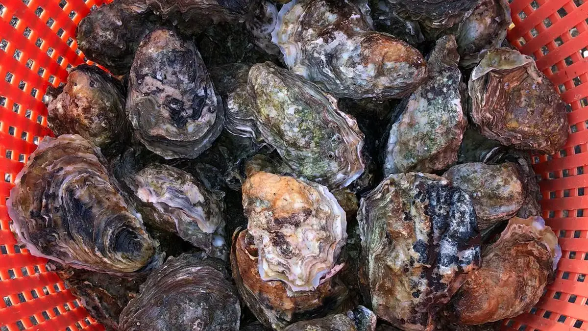 West Mersea Rock Oysters