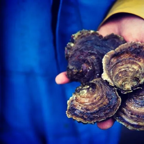 fal native oysters in hand
