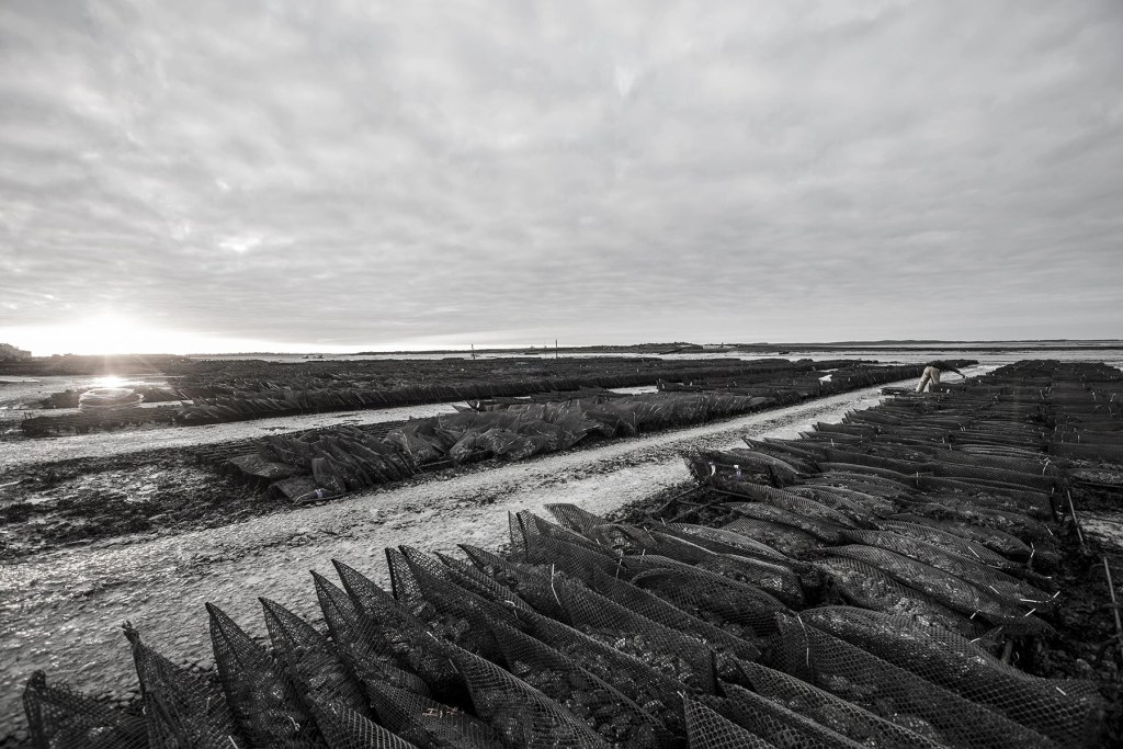 cultivation method for gillardeau oysters
