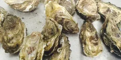 guernsey oysters
