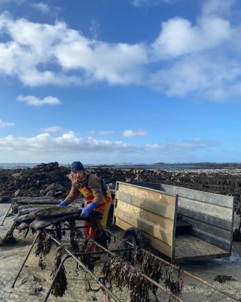 cultivating the oysters