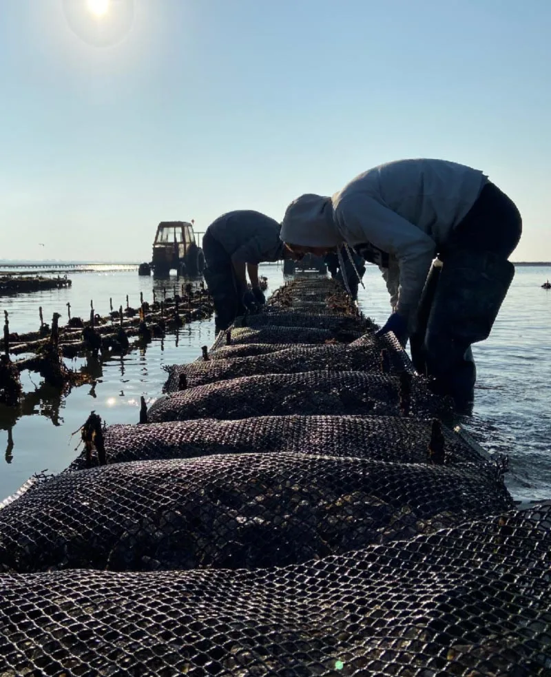 the team at maison taillepied cultivating oysters
