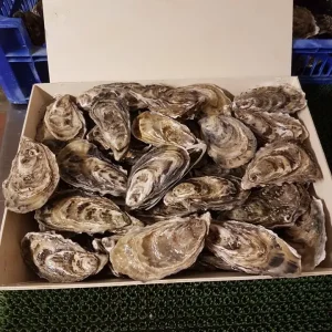 Menai Oysters