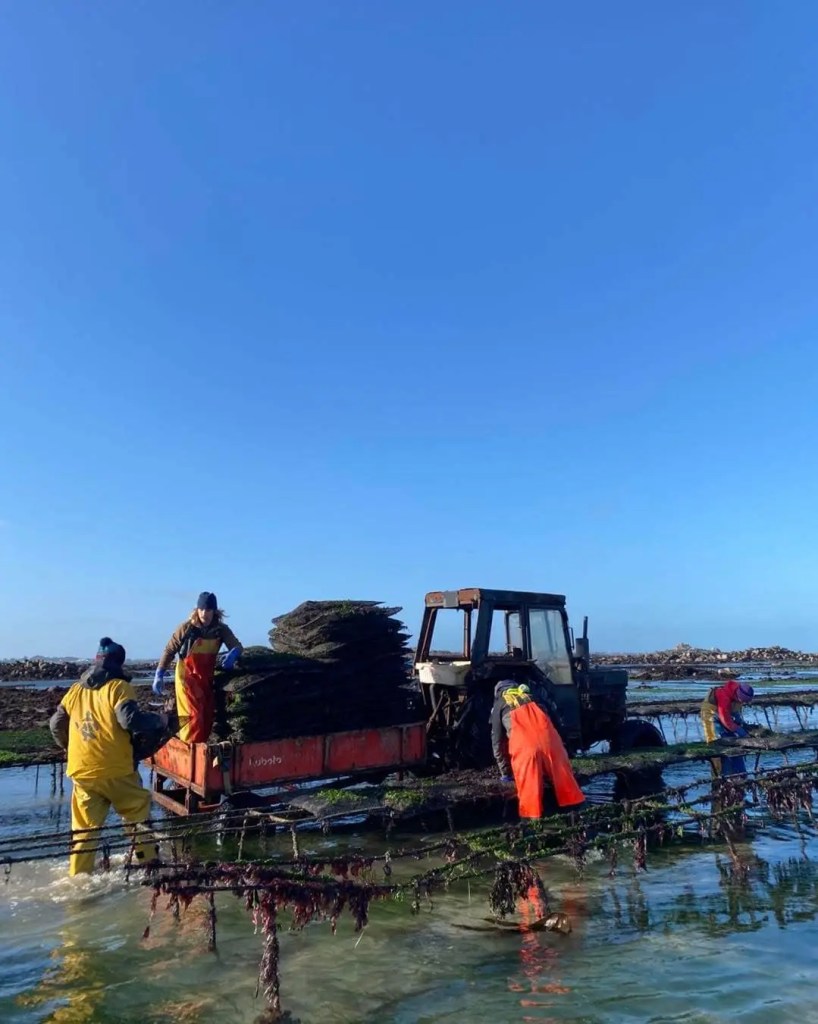 guernsey and herm oyster team