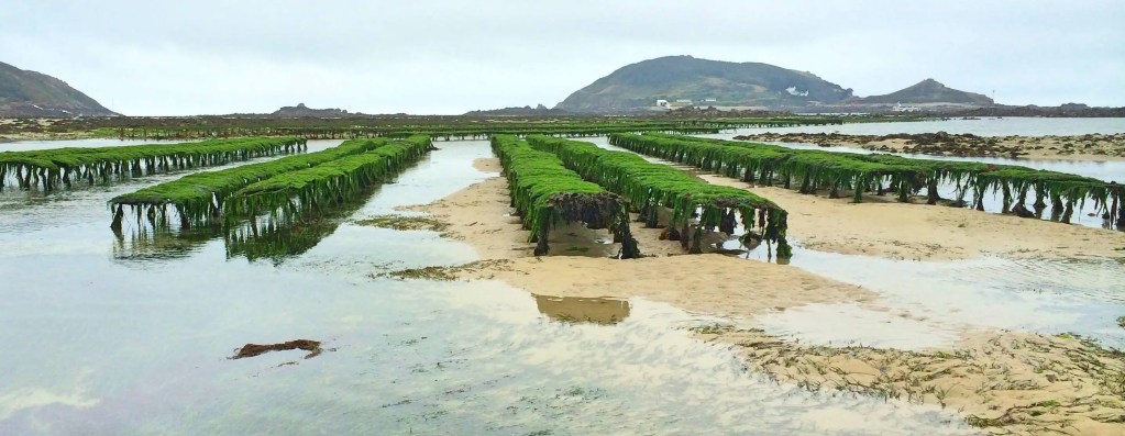 trestle system used for herm oysters
