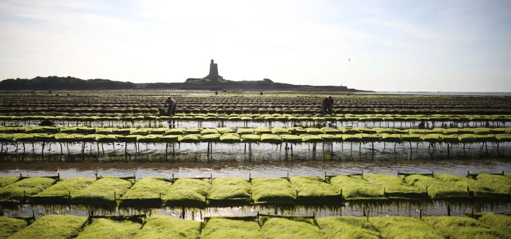 helie  oysters farm panorama