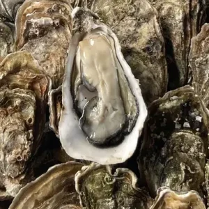 Utah Beach Oysters