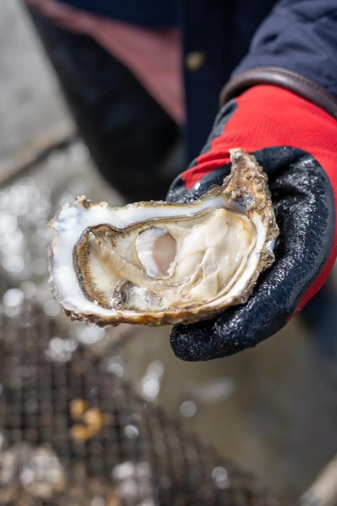Saint-Vaast-la-Hougue oyster 