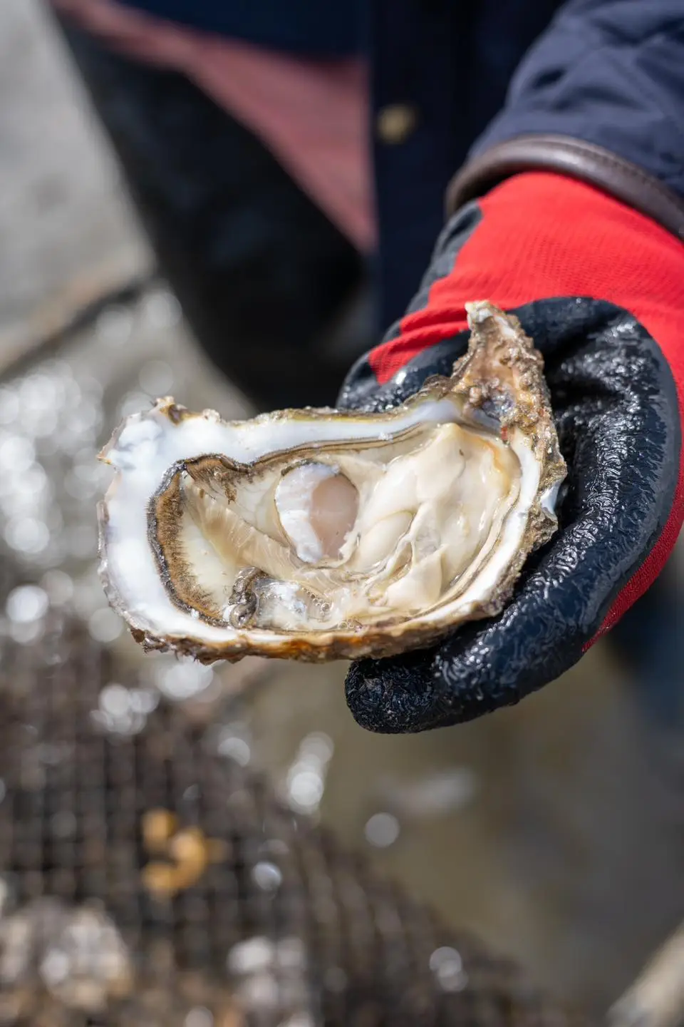 Saint-Vaast-la-Hougue oyster