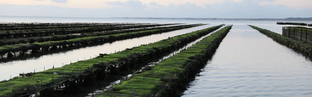  Or&rsquo;H&eacute;lie oysters cultivation method