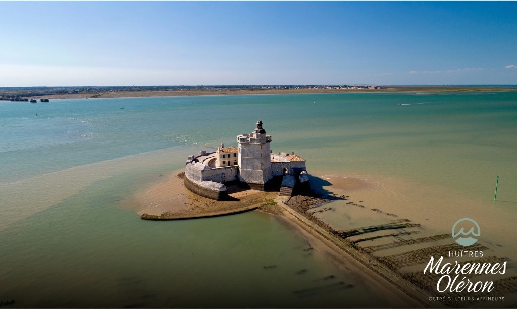 Marennes-Oléron basin — Spéciale de Claire oyster region
