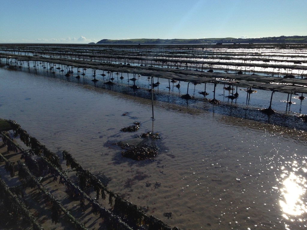 fine de claire cultivation method
