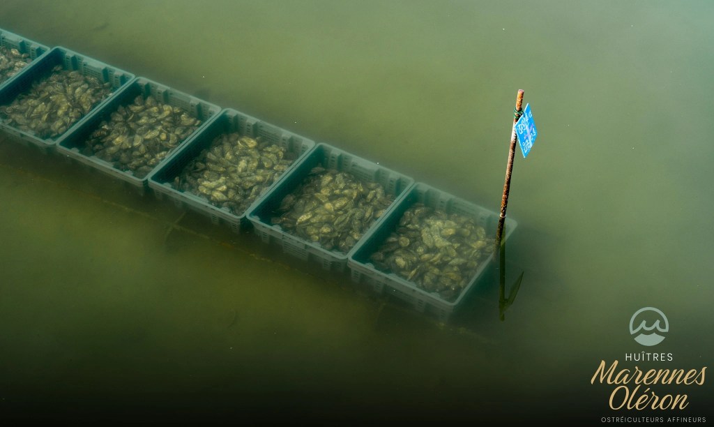 an image of cases of oysters in a "claire"